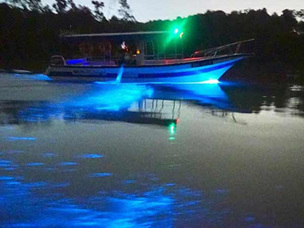 Speedboat on Selangor River for Blue Tears Tour Kuala Selangor