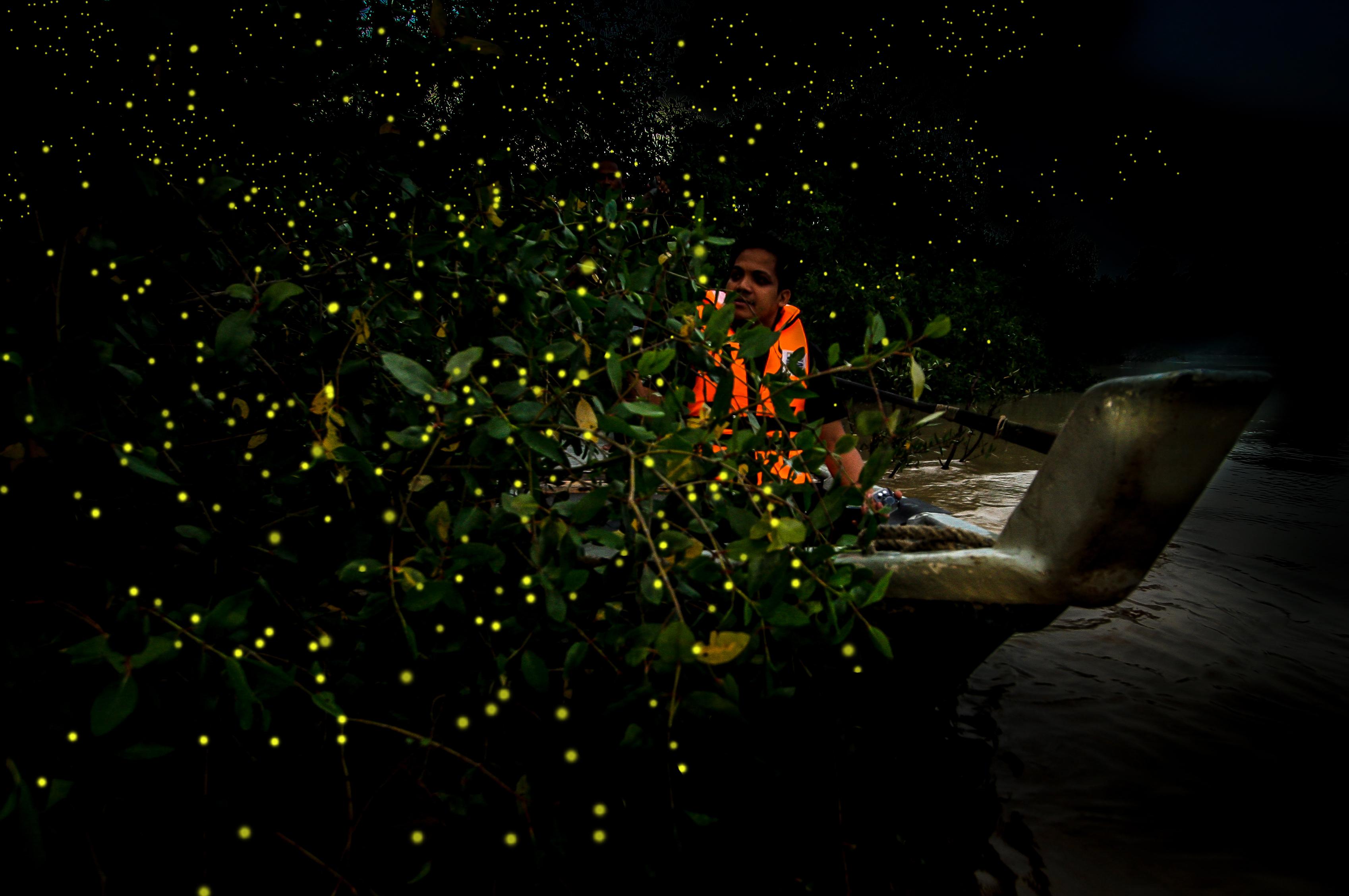 Firefly (Fireflies)