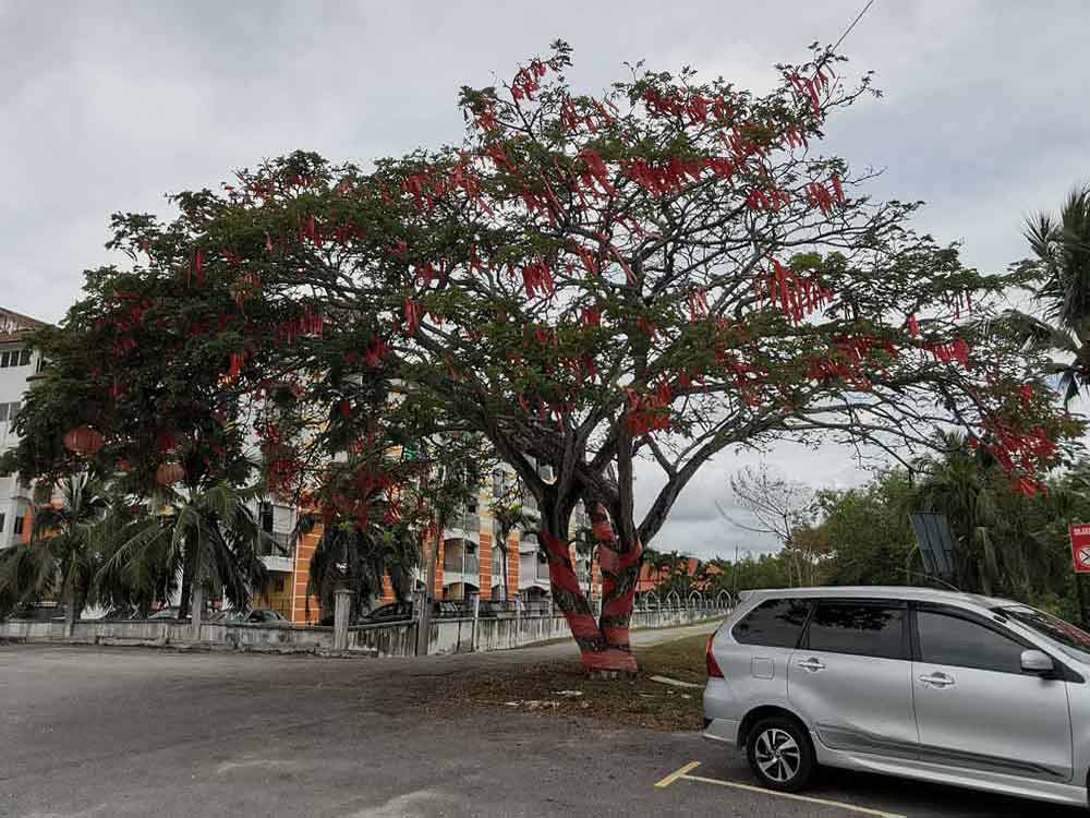 Wishing Tree in front of Sky Mirror Jetty Kuala Selangor