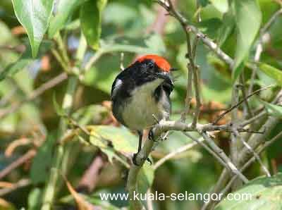 Birds in Kuala Selangor Nature Park (Taman Alam Kuala Selangor)