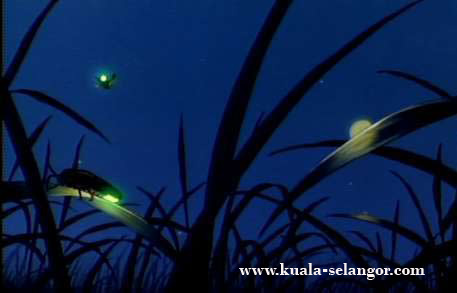 Firefly at Kampung Kuantan, Kuala Selangor.