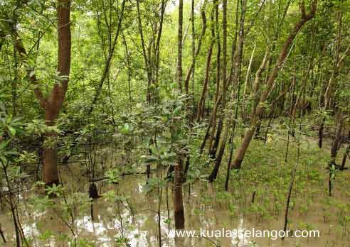 Mangrove Tree in Kuala Selangor Nature Park