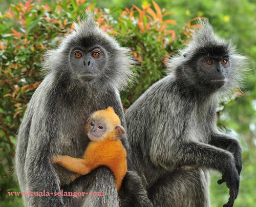 Silver-Leafed Monkeys in Bukit Melawati.